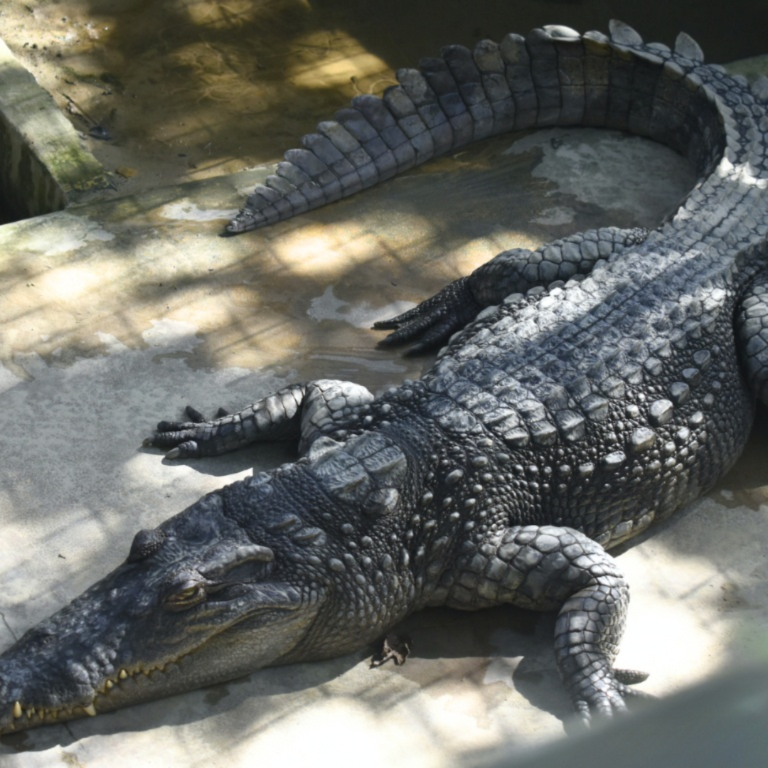 Discover the Wild Side of Sabah: Unveiling Tuaran Crocodile Farm