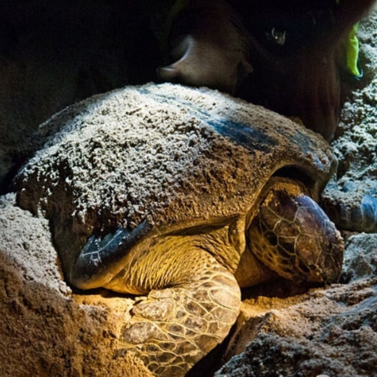 Discover the Magic of Selingan Turtle Island in Sandakan